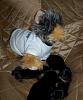 Yodi's Adventure Discussion Thread - YorkieTalk's Traveling Yorkie-yodi-pups3.jpg