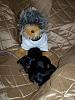 Yodi's Adventure Discussion Thread - YorkieTalk's Traveling Yorkie-yodi-pups4.jpg