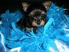 Kenworth is 5 weeks!-roxie-bday-033.jpg