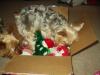 Presents from our friends, Weegie and Brasco-hallieinthebox.jpg