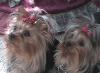 New Dixie, Daisha & Callie pictures-callie-029.jpg