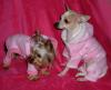 Tink & Chloe pics together- SOOO cute!-tink-chloe1.jpg
