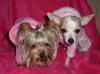 Tink & Chloe pics together- SOOO cute!-tink-chloe2.jpg