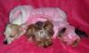 Tink & Chloe pics together- SOOO cute!-tink-chloesleeping.jpg