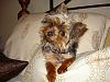 Pic of Harley-harley-yorkie-talk.jpg