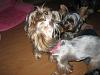 Puppy sitting pics-img_1416.jpg