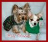 Merry Christmas from Tink & Chloe-tink-chloe.jpg