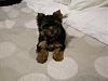 my new addition Wyatt-widgetwyatt2-100.jpg