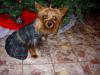 Here Is Gidget's Christmas Dress!!!-dscn22980001.jpg