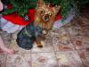 Here Is Gidget's Christmas Dress!!!-dscn23000001.jpg