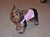 Sophie's new sweater!-100_1009.jpg