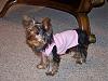 Sophie's new sweater!-100_1010.jpg