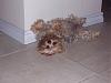 Zoeybear cooling off on the tiles-zoeybearlove.jpg