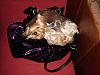 Do your pups sleep in your bags?-dsc04250.jpg