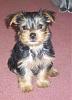 my new yorkie!-823-026.jpg