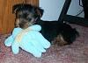 my new yorkie!-814-429.jpg