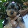 my new yorkie!-825-037cr.jpg