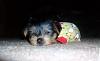 my new yorkie!-814-031.jpg