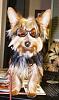 Mr. Darcy is a Birthday Boy!!!-mr-darcys-doggles.jpg