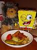 Yodi's Adventure Discussion Thread - YorkieTalk's Traveling Yorkie-dsc04254.jpg
