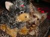 Yodi's Adventure Discussion Thread - YorkieTalk's Traveling Yorkie-dsc04334.jpg