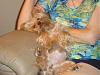 Just how spoiled is your yorkie?-l_e6d93e3571eafac9fa215ef30eaf256e.jpg