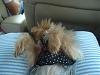 Even while evacuating for a hurricane, Chloe is relaxed-028.jpg