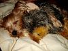Yodi's Adventure Photos - YorkieTalk's Traveling Yorkie-dsc04316.jpg