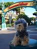 Yodi's Adventure Discussion Thread - YorkieTalk's Traveling Yorkie-disney.jpg