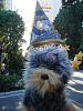 Yodi's Adventure Discussion Thread - YorkieTalk's Traveling Yorkie-disney-2.jpg