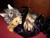 Yodi's Adventure Discussion Thread - YorkieTalk's Traveling Yorkie-home.jpg