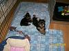 Sadie & Magic puppies-101_0427-600-x-450-.jpg