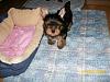 Sadie & Magic puppies-101_0423-600-x-450-.jpg