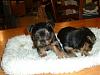 What do you think of these little guys..?-yorkie2.jpg
