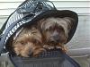 Too small!-rsz_dogs_in_carrier_sep_09.jpg