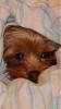 This is my furbaby Timba-dsc02393.jpg