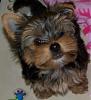 Pictures of Livi's 11 Week Old Baby-smores-11-weeks-old-8.jpg