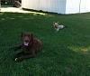 Jackson & a new pal, A Chesapeake Bay Retriever-photo33-1.jpg