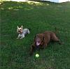 Jackson & a new pal, A Chesapeake Bay Retriever-photo3333-1.jpg
