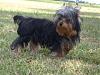 My First Yorkie - Sasha-sasha-09-05-09-010.jpg
