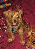 Abby my 5months old yorkie and she weight already 8lb-img_7905.jpg