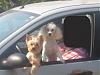 Sam and Martin, the White Yorkie-img_2623-1-small-.jpg