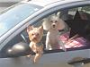 Sam and Martin, the White Yorkie-img_2625-1-small-.jpg