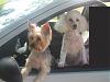 Sam and Martin, the White Yorkie-img_2626-1-small-.jpg