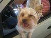 Sam and Martin, the White Yorkie-img_2635-small-.jpg