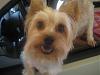 Sam and Martin, the White Yorkie-img_2640-small-.jpg