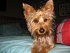 Jackson: Mighty King of Yorkshire Terriers-img_2522.jpg