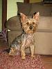 Jackson: Mighty King of Yorkshire Terriers-img_2520.jpg