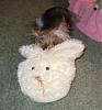 Patrick, Niko & a bunny slipper-patbunny2-1.jpg