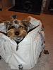 Your Yorkie Pictures?-4.jpg